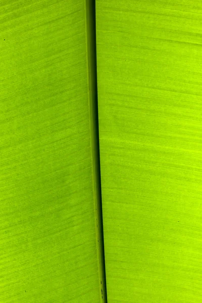 Texture background of backlit green palm leaf — Stock Photo, Image