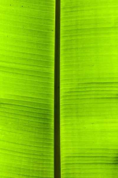 Texture background of backlit green palm leaf — Stock Photo, Image