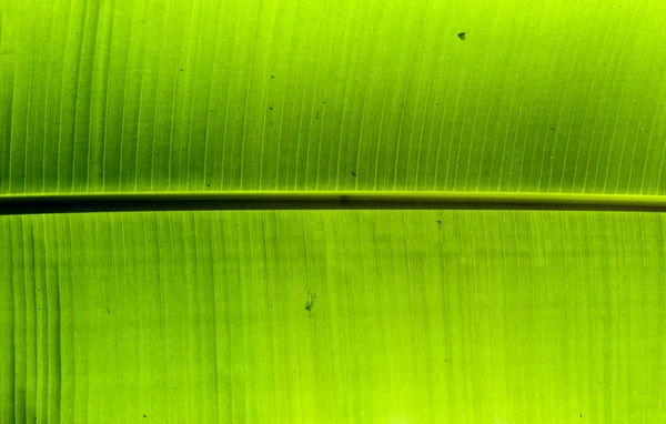 Texture background of backlit green palm leaf — Stock Photo, Image