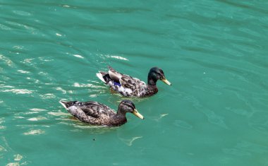 Ördek gölde yüzüyor.