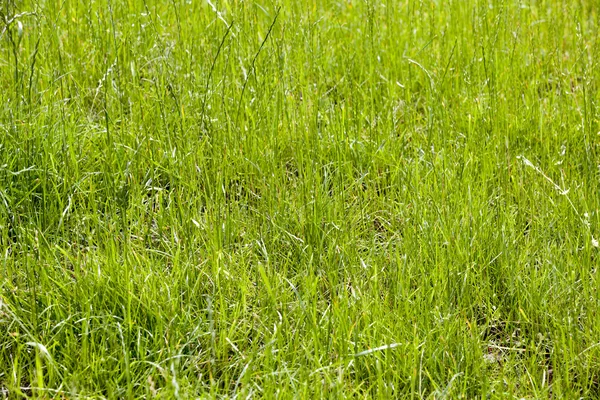 Färskt grönt gräs bakgrund med ljusa solljus — Stockfoto
