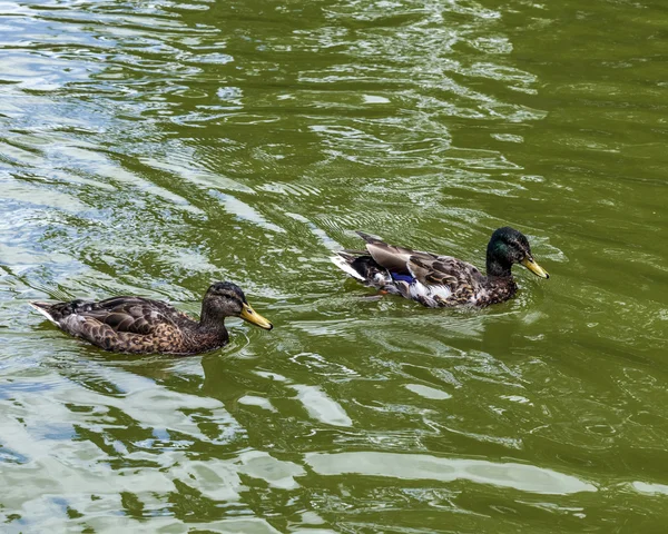 Kachna plave v jezeře — Stock fotografie