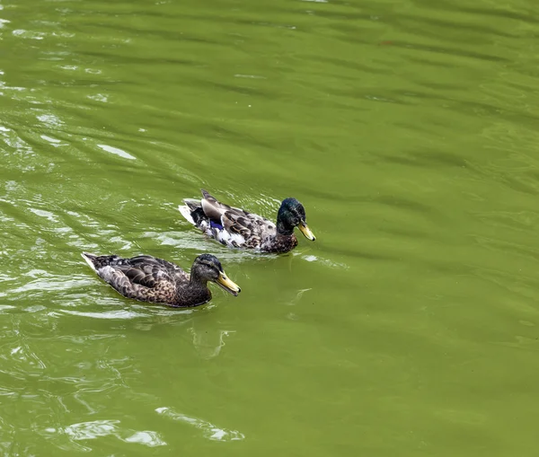 Canard nageant dans le lac — Photo