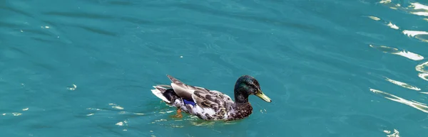 Duck swimming in the lake — Stock Photo, Image