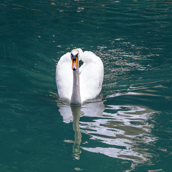Swan swims in the lake