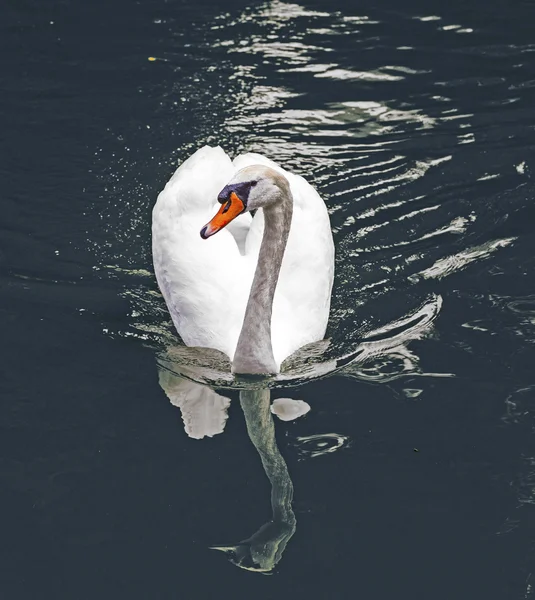 Cisne nada no lago — Fotografia de Stock