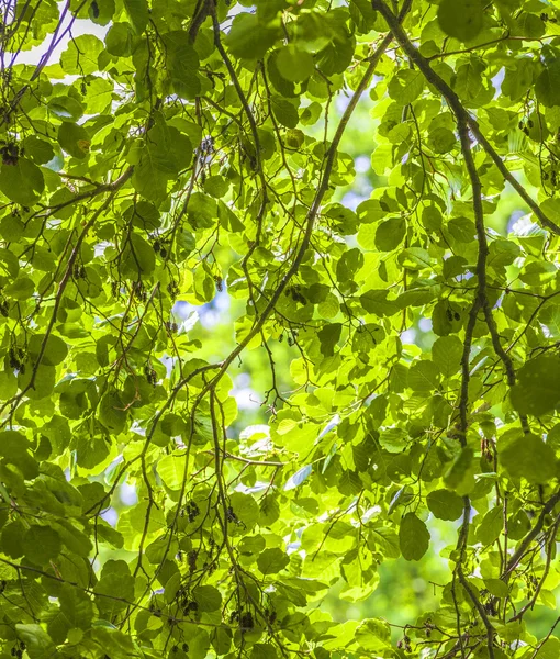 Hermosas hojas de palmera a la luz del sol —  Fotos de Stock