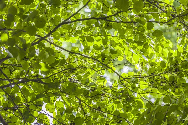 Mooie bladeren voor palm tree in zonlicht — Stockfoto