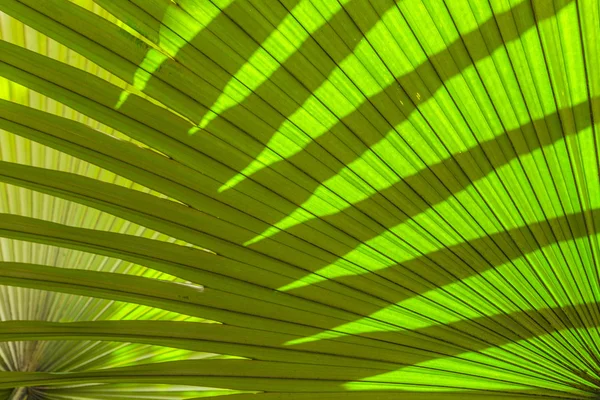 Mooie palmbladeren van boom in zonlicht — Stockfoto
