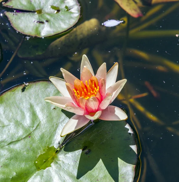 Ninfee nuota nel lago — Foto Stock