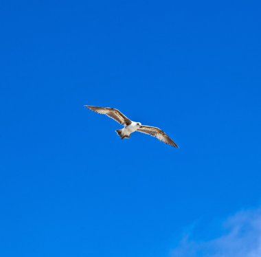 gökyüzünde uçan büyük seaguls