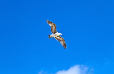 gökyüzünde uçan büyük seaguls