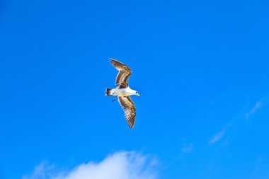 gökyüzünde uçan büyük seaguls