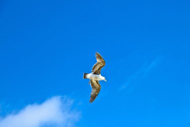gökyüzünde uçan büyük seaguls