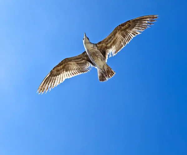 Grands mouettes volent dans le ciel — Photo