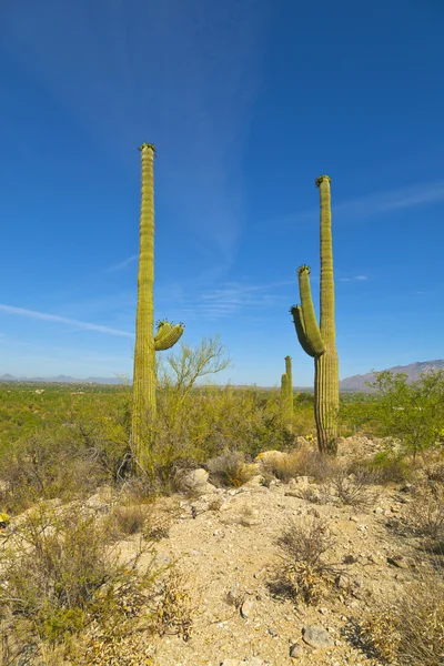 Mooie cactussen in landschap — Stockfoto