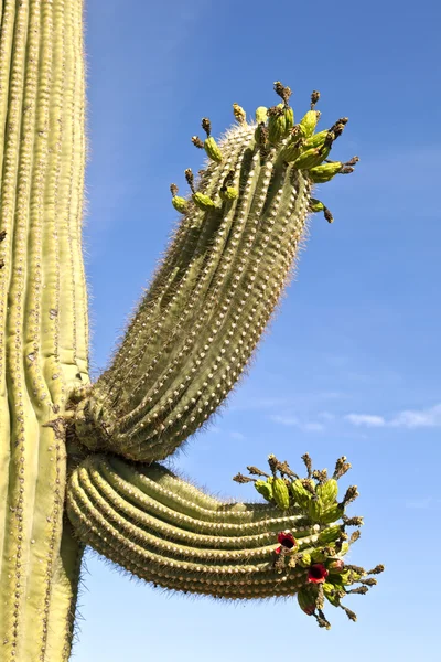 Beautiful cacti in landscape — Stock Photo, Image