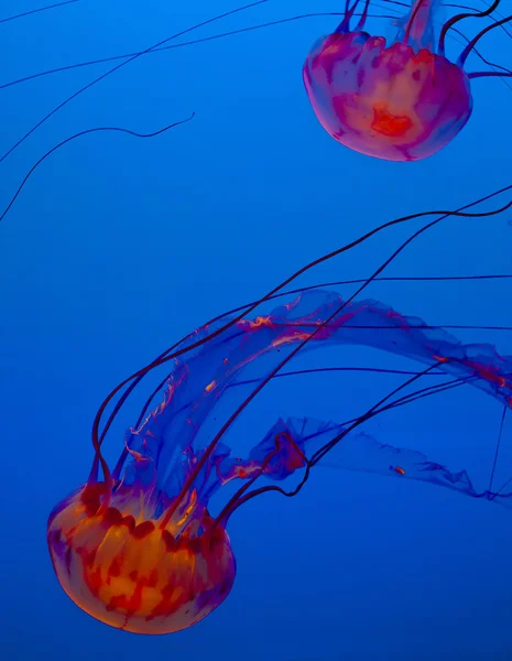 Mermelada en el océano azul — Foto de Stock