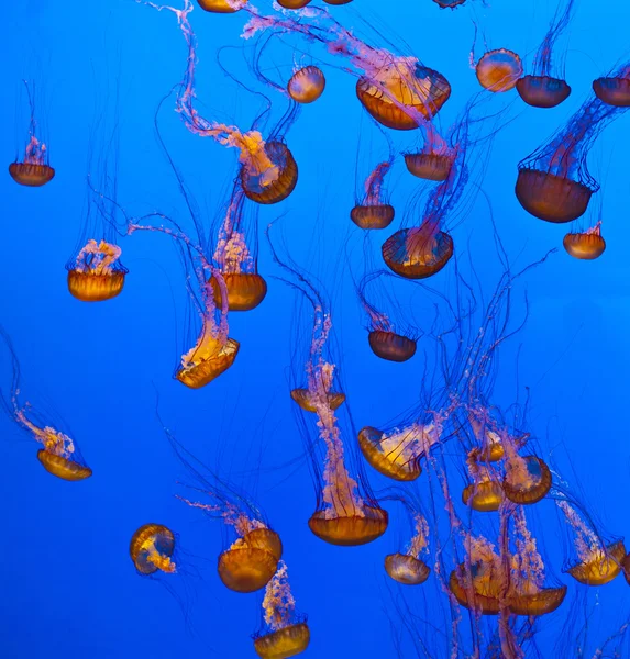 stock image jelly fish in the blue ocean