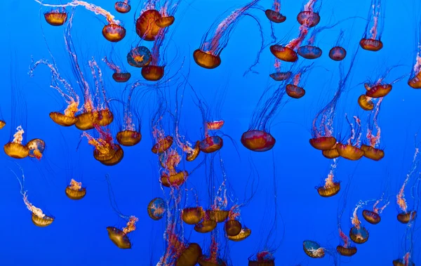 Jelly fish in the blue ocean — Stock Photo, Image
