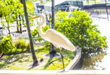 veranda korkuluk yürüyen beyaz balıkçıl