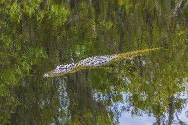 Florida sulak su birikintisi içinde yüzmeye timsah