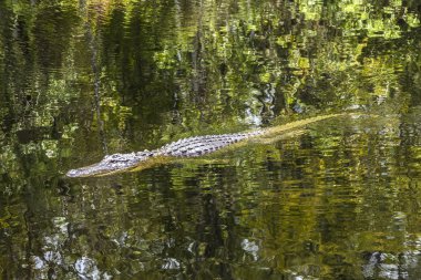 Florida sulak su birikintisi içinde yüzmeye timsah