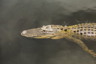 Florida sulak su birikintisi içinde yüzmeye timsah
