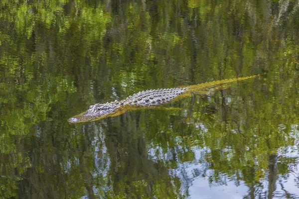 Alligator zwemmen in florida wetland vijver — Stockfoto
