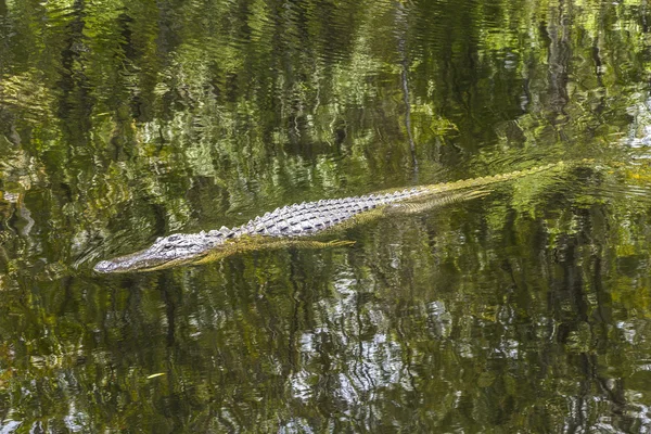 Alligator zwemmen in florida wetland vijver — Stockfoto