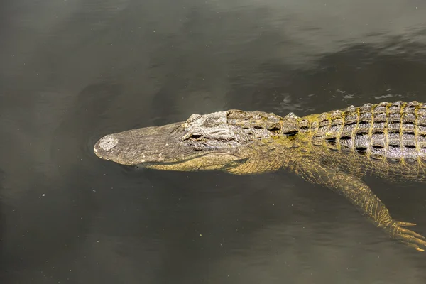 Alligator swimming in florida wetland pond — Stock Photo, Image