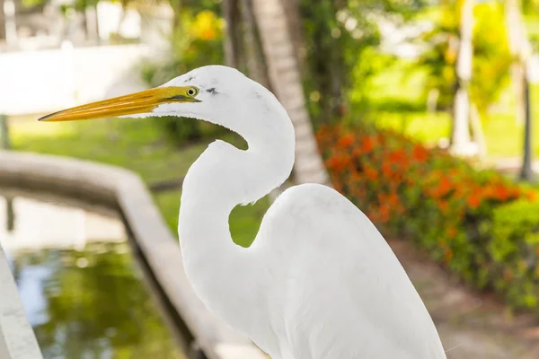 White heron walking on the balustrade of the veranda — Stock Photo, Image