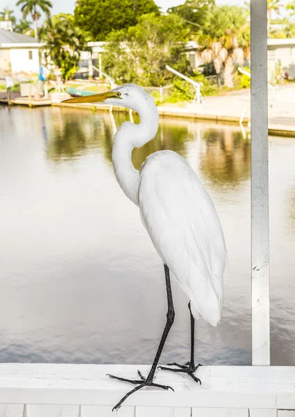 Garza blanca caminando sobre la balaustrada de la veranda —  Fotos de Stock