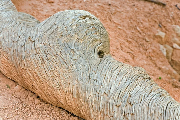 Figuren gemaakt door de natuur uit hout zoals dieren — Stockfoto