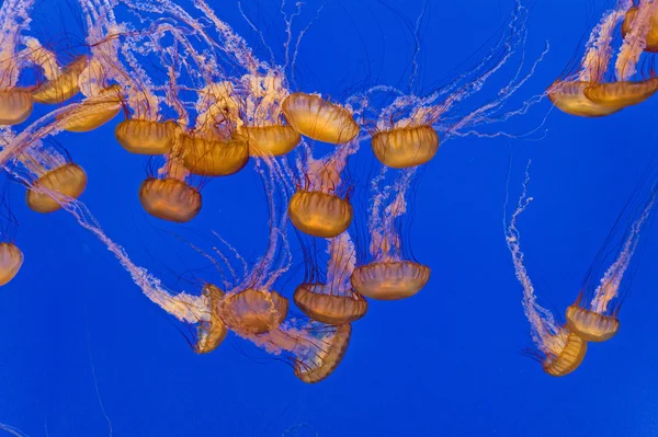 Beautiful Jelly fishes in the aquarium with blue background — Stock Photo, Image