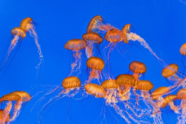 Beautiful Jelly fishes in the aquarium with blue background — Stock Photo, Image