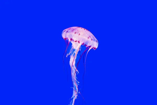 Beautiful Jelly fishes in the aquarium with blue background — Stock Photo, Image