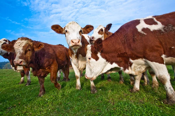 Cattle on green meadow are feeded — Stock Photo, Image