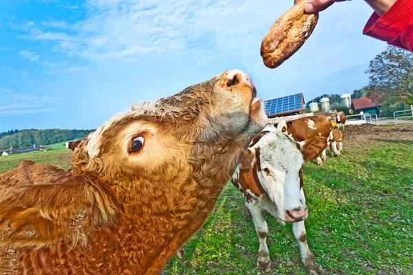 Friendly cattles on green granzing land are trusty — Stock Photo, Image