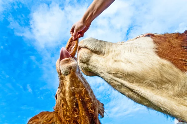 Cattle on green meadow are feeded — Stock Photo, Image