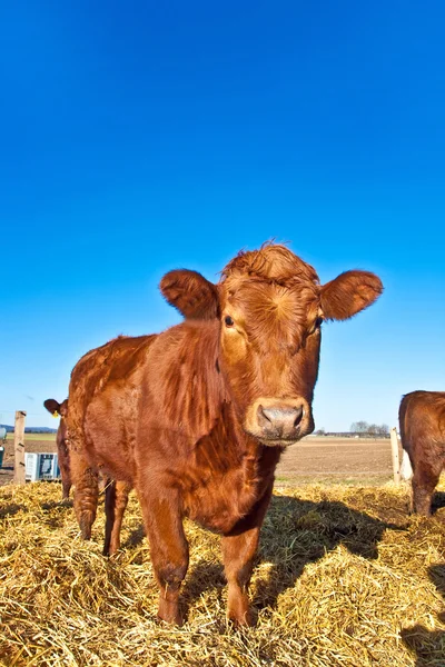 Freundliches Vieh auf Stroh mit blauem Himmel — Stockfoto