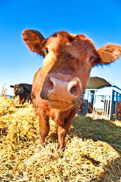 Friendly cattle on straw with blue sky — Stock Photo, Image