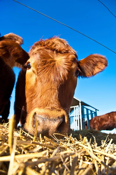 Sapi ramah pada jerami dengan langit biru — Stok Foto