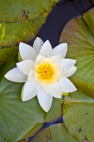 Lirio de agua de loto blanco japonés — Foto de Stock