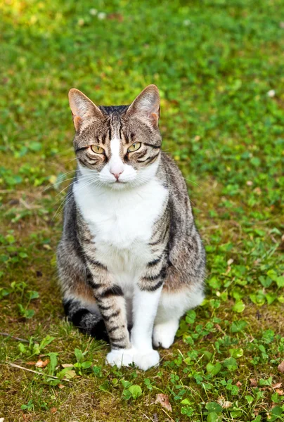 Lindo gato en el jardín — Foto de Stock