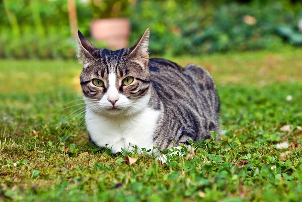 Gato bonito no jardim — Fotografia de Stock