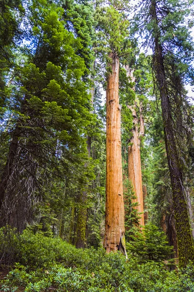 Vysoké a velká sekvoje v parku krásný sequoia national park — Stock fotografie