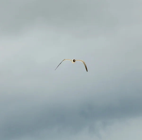 Seagull flies under dark rain clouds — Stock Photo, Image