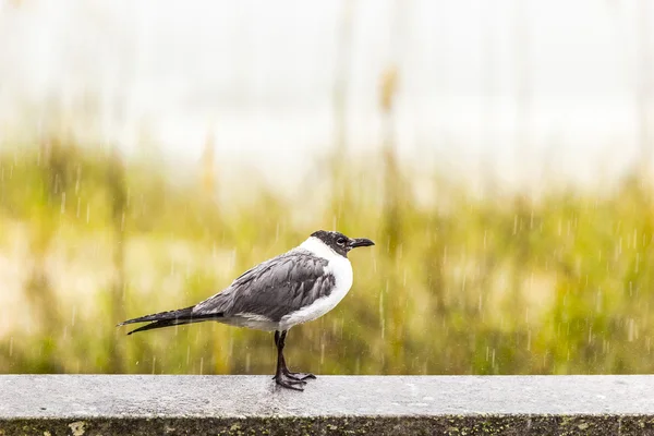 Möwe im Regenschauer — Stockfoto