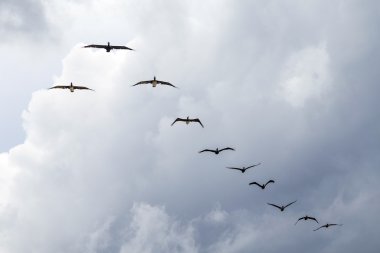 pelikan uçan plaj boyunca örgütlü bir yapı